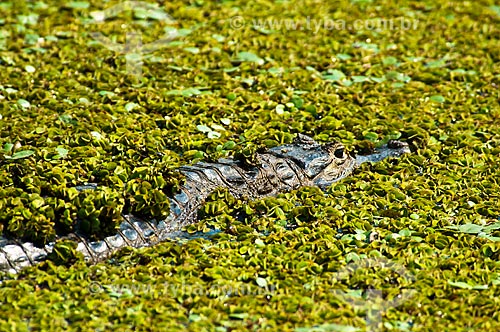  Assunto: Jacaré-do-pantanal ou Jacaré-do-paraguai (Caiman yacare) / Local: Corumbá - Mato Grosso do Sul (MS) - Brasil / Data: 10/2010 