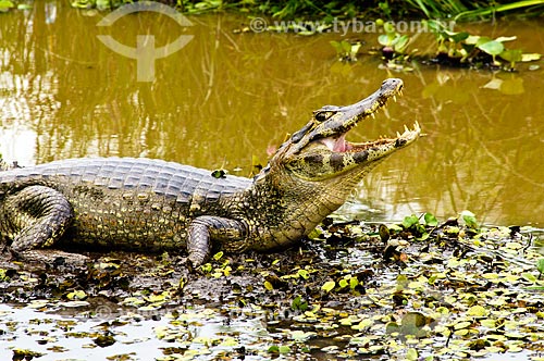  Assunto: Jacaré-do-pantanal ou Jacaré-do-paraguai (Caiman yacare) / Local: Corumbá - Mato Grosso do Sul (MS) - Brasil / Data: 10/2010 