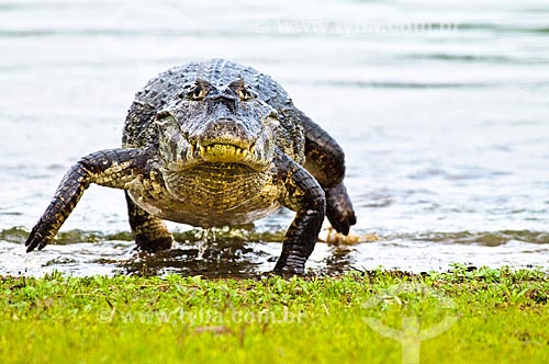  Assunto: Jacaré-do-pantanal ou Jacaré-do-paraguai (Caiman yacare) / Local: Corumbá - Mato Grosso do Sul (MS) - Brasil / Data: 10/2010 