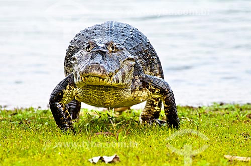  Assunto: Jacaré-do-pantanal ou Jacaré-do-paraguai (Caiman yacare) / Local: Corumbá - Mato Grosso do Sul (MS) - Brasil / Data: 10/2010 