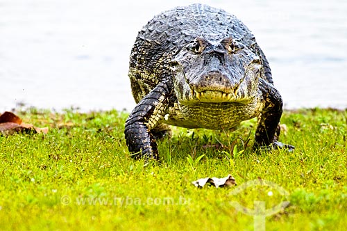  Assunto: Jacaré-do-pantanal ou Jacaré-do-paraguai (Caiman yacare) / Local: Corumbá - Mato Grosso do Sul (MS) - Brasil / Data: 10/2010 