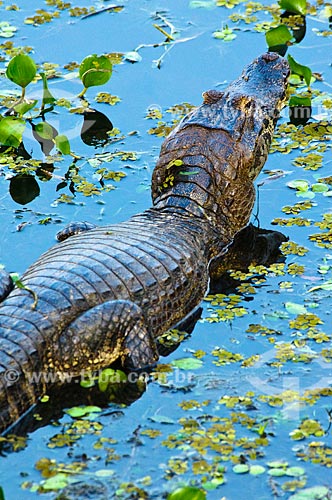  Assunto: Jacaré-do-pantanal ou Jacaré-do-paraguai (Caiman yacare) / Local: Corumbá - Mato Grosso do Sul (MS) - Brasil / Data: 10/2010 