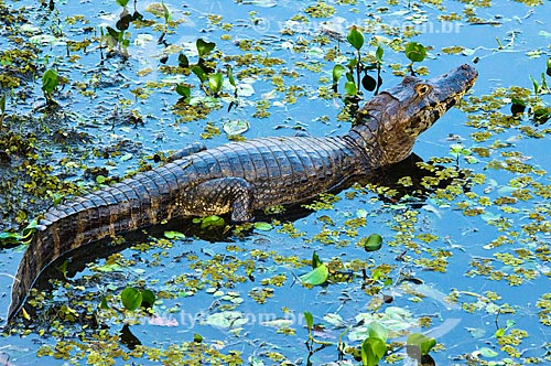  Assunto: Jacaré-do-pantanal ou Jacaré-do-paraguai (Caiman yacare) / Local: Corumbá - Mato Grosso do Sul (MS) - Brasil / Data: 10/2010 