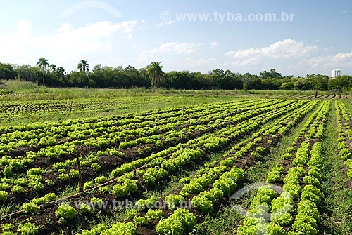  Assunto: Plantação de alface / Local: Porto Alegre - Rio Grande do Sul (RS) - Brasil / Data: 2007 