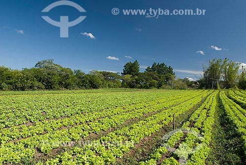  Assunto: Plantação de alface / Local: Porto Alegre - Rio Grande do Sul (RS) - Brasil / Data: 2007 