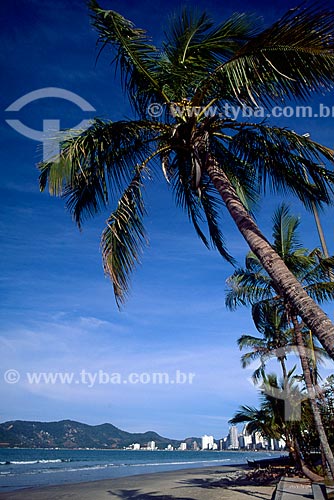 cd232_034.jpg