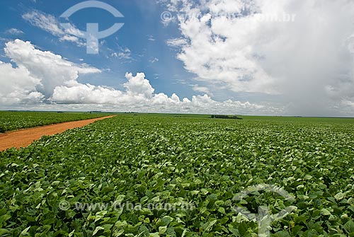  Assunto: Plantação de soja / Local: Distrito Baús - Costa Rica - Mato Grosso do Sul (MS) - Brasil / Data: 2009 