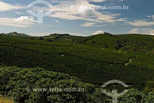  Assunto: Plantação de café / Local: Guaxupé - Minas Gerais (MG) - Brasil / Data: 2010 