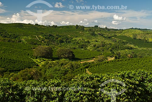  Assunto: Plantação de café / Local: Guaxupé - Minas Gerais (MG) - Brasil / Data: 2010 