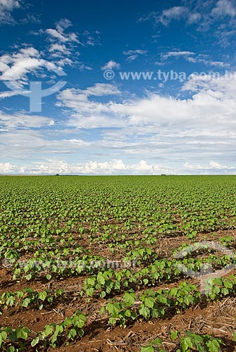  Assunto: Plantação de soja / Local: Distrito Baús - Costa Rica - Mato Grosso do Sul (MS) - Brasil / Data: 2009 