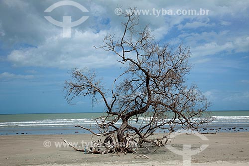  Assunto: Árvore seca em praia de Jericoacoara / Local: Jijoca de Jericoacoara - Ceará (CE) - Brasil / Data: 11/2011 