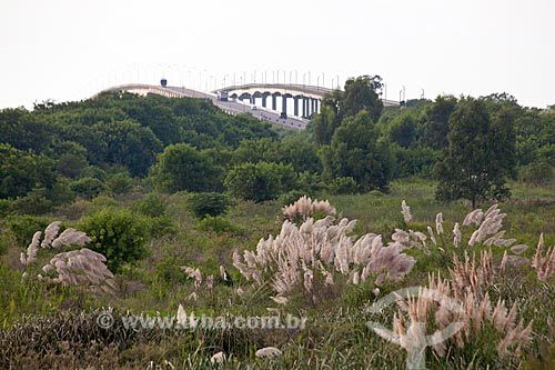  Assunto: Capim-dos-pampas - Gynerium argenteum  com Ponte Alberto Pasqualini e Ponte Leo Guedes ao fundo / Local: Pelotas - Rio Grande do Sul (RS) - Brasil / Data: 02/2012 