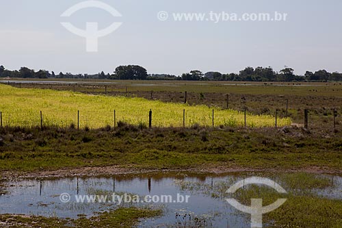  Assunto: Plantação de arroz Tavares  / Local: Tavares - Rio Grande do Sul (RS) - Brasil / Data: 02/2012 