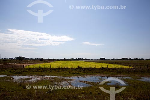  Assunto: Plantação de arroz Tavares  / Local: Tavares - Rio Grande do Sul (RS) - Brasil / Data: 02/2012 