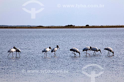  Assunto: Aves na Lagoa do Peixe  / Local: Tavares - Rio Grande do Sul (RS) - Brasil / Data: 02/2012 