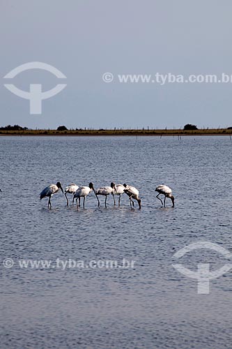  Assunto: Aves na Lagoa do Peixe  / Local: Tavares - Rio Grande do Sul (RS) - Brasil / Data: 02/2012 