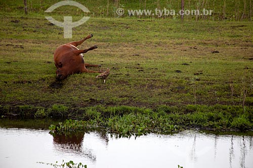  Assunto: Gado morto na Estação Ecológica do Taim / Local: Santa Vitória do Palmar - Rio Grande do Sul (RS) - Brasil / Data: 02/2012 