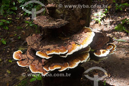  Assunto: Fungo orelha-de-pau na Mata Atlântica / Local: Iporanga - São Paulo (SP) - Brasil / Data: 02/2102 