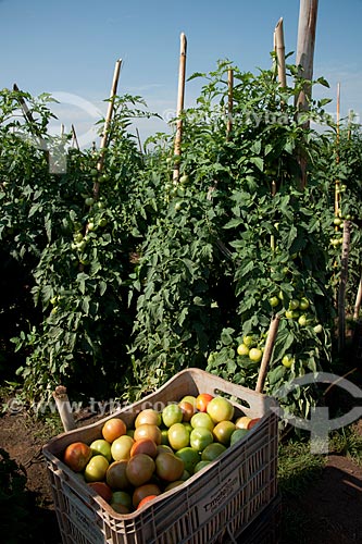  Assunto: Plantação de tomate Alambra envarado na zona rural de Taquarivaí  / Local: Taquarivaí - São Paulo (SP) - Brasil / Data: 01/2012 