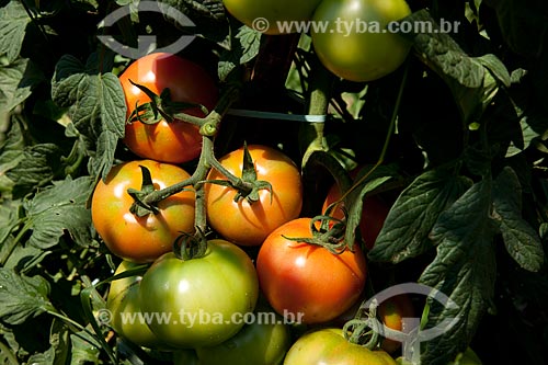  Assunto: Plantação de tomate Alambra envarado na zona rural de Taquarivaí  / Local: Taquarivaí - São Paulo (SP) - Brasil / Data: 01/2012 