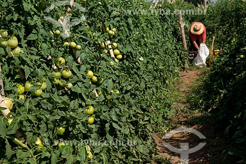  Assunto: Colheita de tomate Alambra envarado na zona rural de Taquarivai / Local: Taquarivaí - São Paulo (SP) - Brasil / Data: 01/2012 