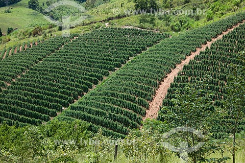  Assunto: Plantação de tomate Alambra envarado na zona rural de Guapiara / Local: Guapiara - São Paulo (SP) - Brasil / Data: 01/2012 