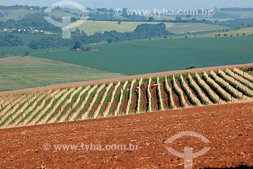  Assunto: Plantação de tomate Alambra envarado na zona rural de Itaberá  / Local: Itaberá - São Paulo (SP) - Brasil / Data: 02/2012 