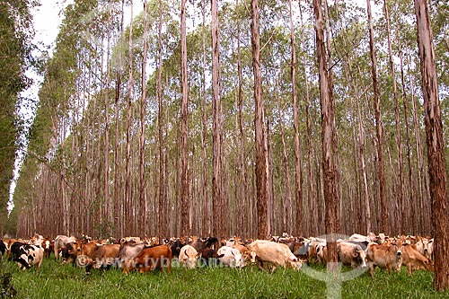  Assunto: Gado pastando em uma plantação de Eucalipto / Local: Dom Pedro de Alcântara - Rio Grande do Sul (RS) - Brasil / Data: 04/2004 