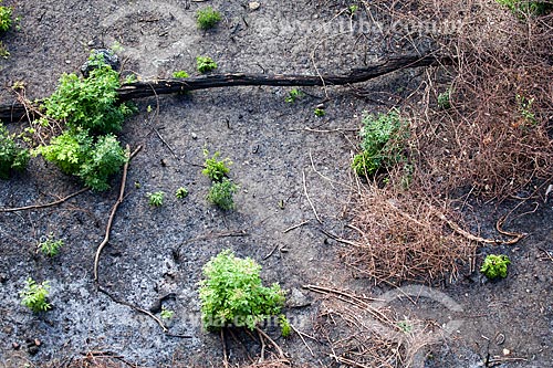  Assunto: Local de Caatinga após queimadaLocal: Quixadá - Ceará (CE) - BrasilData: 11 / Local: 2012 / Data: 11/2012 