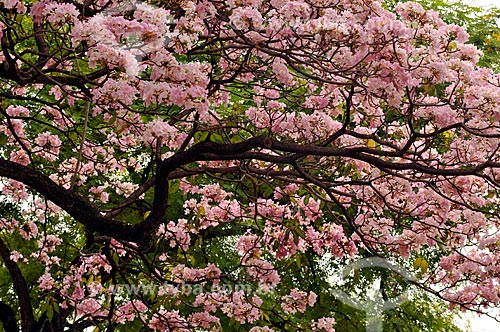  Assunto: Flores do Ipê-Rosa (Tabebuia heptaphylla) / Local: Mirassol - São Paulo (SP) - Brasil / Data: 10/2012 