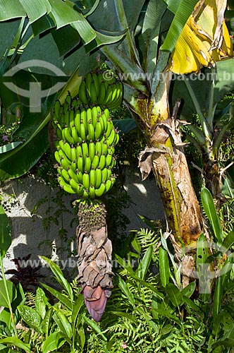  Assunto: Bananeira com cacho de bananas / Local: Niterói - Rio de Janeiro (RJ) - Brasil / Data: 11/2011 