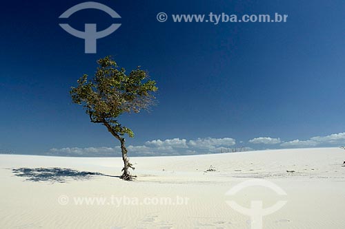  Assunto: Árvore em duna da praia de Jericoacoara / Local: Jijoca de Jericoacoara - Ceará (CE) - Brasil / Data: 09/2012 