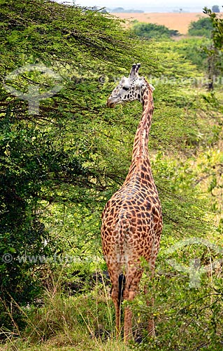  Assunto: Girafa no Parque Nacional de Nairobi / Local: Nairobi - Quênia - África / Data: 09/2010 