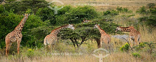  Assunto: Girafas no Parque Nacional de Nairobi / Local: Nairobi - Quênia - África / Data: 09/2010 