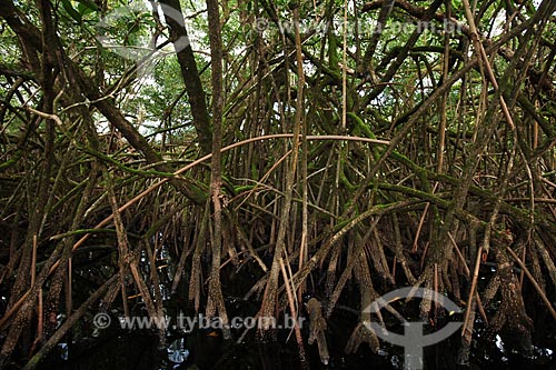  Assunto: Canal do Rio Sucuriju em direção ao Lago Piratuba - Reserva Biológica Lago Piratuba / Local: Amapá (AP) - Brasil / Data: 05/2012 