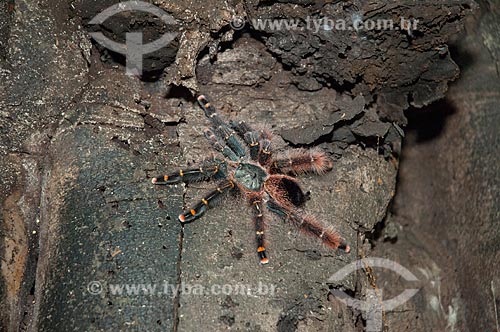  Assunto: Aranha-caranguejeira - também conhecida como Tarântula - na beira do Lago Mamirauá / Local: Amazonas (AM) - Brasil / Data: 10/2007 