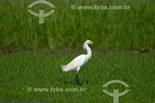  Garça-branca-pequena (Egretta thula) - também conhecida como garça-pequena ou garcinha  - Amazonas (AM) - Brasil