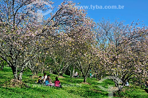  Assunto: Bosque de Cerejeiras no Parque do Carmo / Local: Itaquera - São Paulo (SP) -  Brasil / Data: 2009 