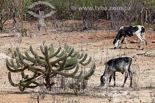  Assunto: Gado pastando ao lado do cacto Xique-Xique (Pilosocereus gounellei) no Sertão do Pajeú / Local: Próximo à Sertânia - Pernambuco (PE) - Brasil / Data: 01/2013 