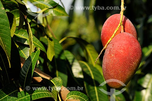  Assunto: Mangas ainda na Mangueira (Mangifera indica L) / Local: Cândido Rodrigues - São Paulo (SP) - Brasil / Data: 01/2013 