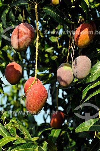  Assunto: Mangas ainda na Mangueira (Mangifera indica L) / Local: Cândido Rodrigues - São Paulo (SP) - Brasil / Data: 01/2013 