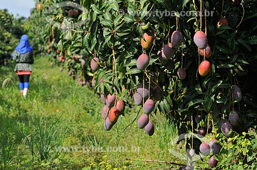  Assunto: Mangas ainda na Mangueira (Mangifera indica L) / Local: Cândido Rodrigues - São Paulo (SP) - Brasil / Data: 01/2013 