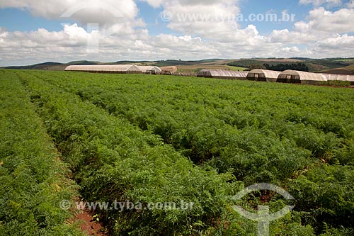  Assunto: Plantação de cenouras em Estação de Pesquisa e Melhoramento Genético / Local: Carandaí - Minas Gerais (MG) - Brasil / Data: 03/2012 