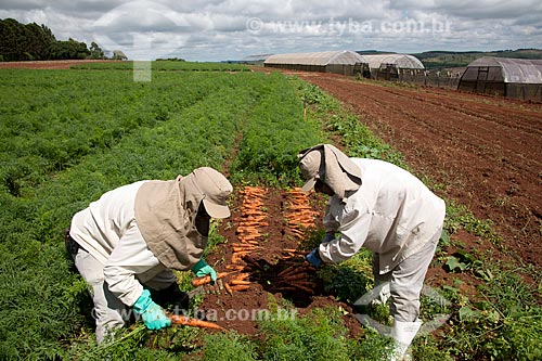  Assunto: Trabalhadores rurais colhendo de cenouras em Estação de Pesquisa e Melhoramento Genético / Local: Carandaí - Minas Gerais (MG) - Brasil / Data: 03/2012 