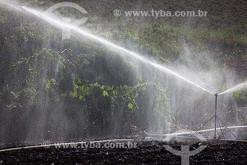  Assunto: Irrigação em plantação de cana-de-açúcar no Engenho Uruaé / Local: Goiana - Pernambuco (PE) - Brasil / Data: 02/2013 