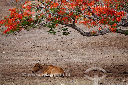  Assunto: Gado descansando em sombra de árvore / Local: Alagoa Grande - Paraíba (PB) - Brasil / Data: 02/2013 