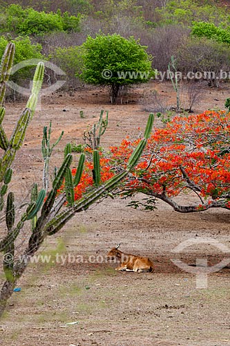  Assunto: Gado descansando em sombra de árvore / Local: Alagoa Grande - Paraíba (PB) - Brasil / Data: 02/2013 