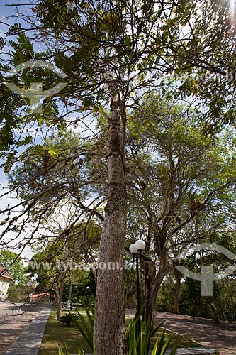  Assunto: Ipê-Branco (Tabebuia roseo-alba) / Local: Areia - Paraíba (PB) - Brasil / Data: 02/2013 