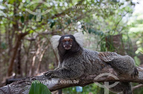  Assunto: Sagui-de-tufos-brancos (Callithrix jacchus) no Santuário Ecológico de Pipa / Local: Tibau do Sul - Rio Grande do Norte (RN) - Brasil / Data: 03/2013 