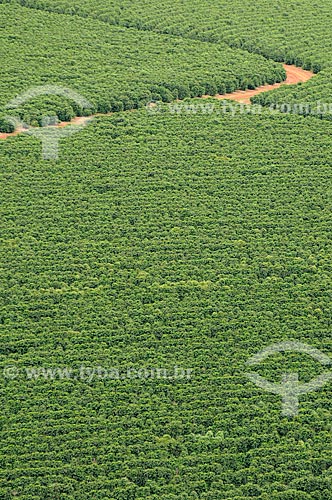  Assunto: Plantação de Café / Local: São Roque de Minas - Minas Gerais (MG) - Brasil / Data: 03/2013 